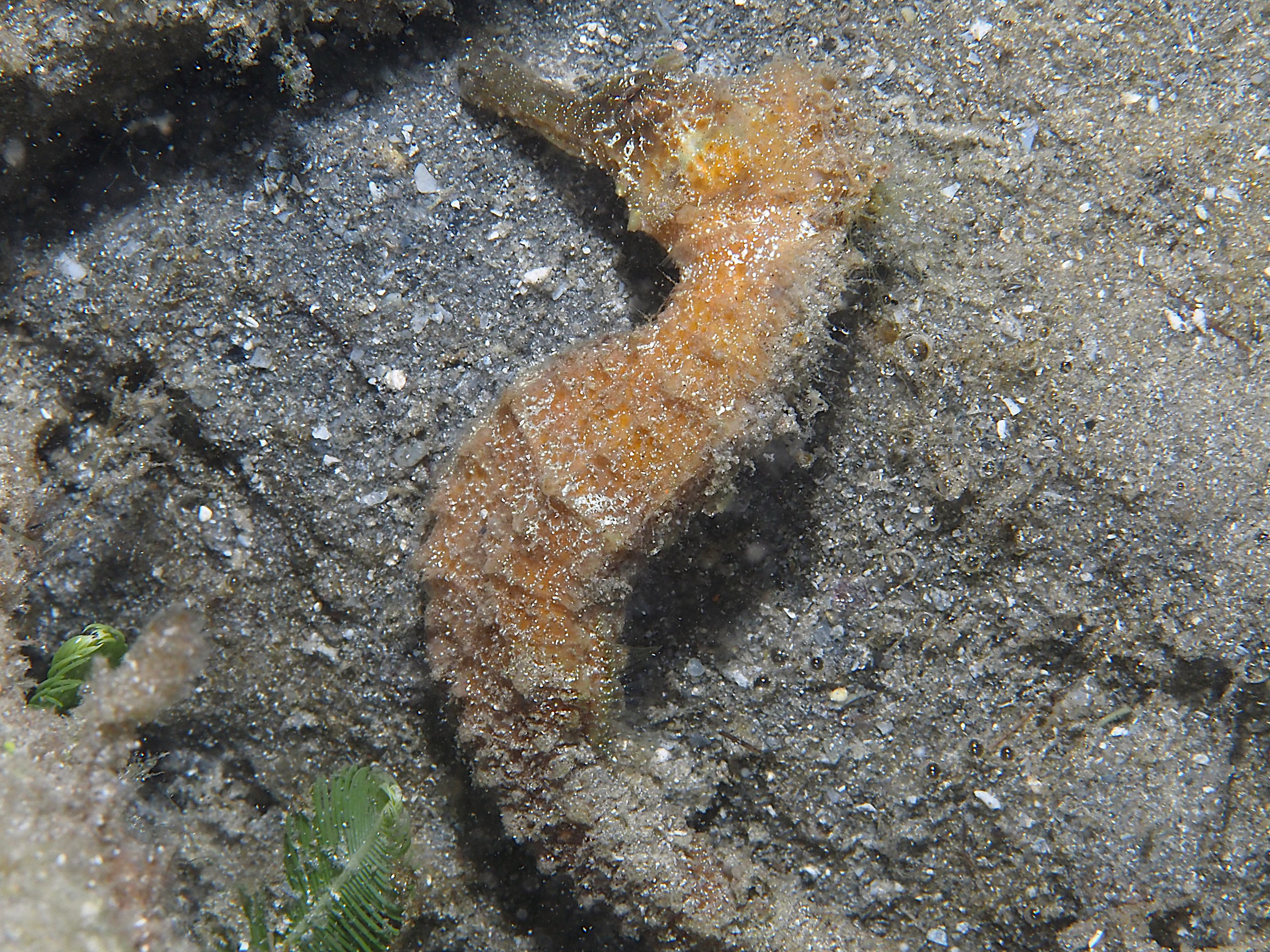 Lined Seahorse